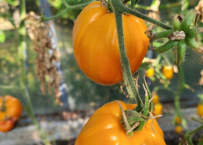 WhatsApp Image 2023-03-13 at 19.41.17 (1)