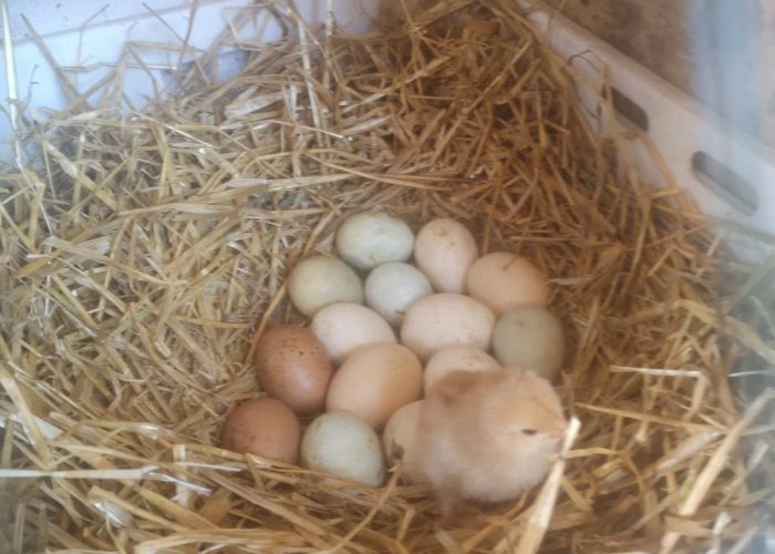 WhatsApp Image 2023-03-13 at 19.44.45